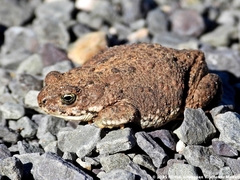 Poyntonophrynus vertebralis