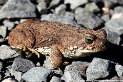 Poyntonophrynus vertebralis