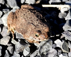 Poyntonophrynus vertebralis