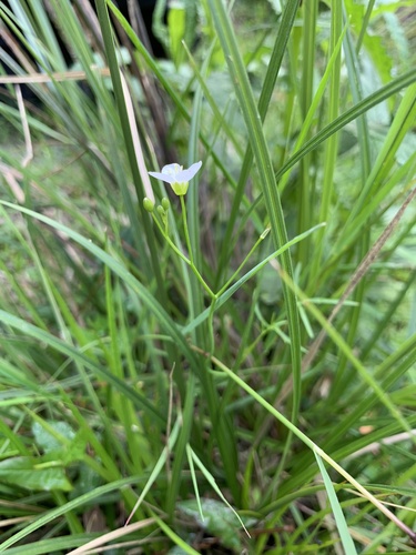 Cardamine tenuifolia observed 2018-12-06