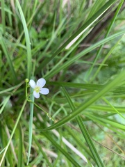 Cardamine tenuifolia