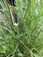 Cardamine tenuifolia