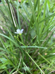 Cardamine tenuifolia