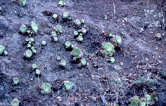Aeonium canariense subsp. canariense image