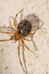 Theridion