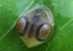 Cyrtarachne perspicillata