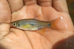 Rasbora elegans