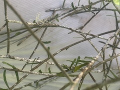 Melicytus flexuosus