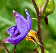 Dianella longifolia longifolia