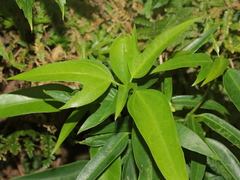 Dendropanax dentiger