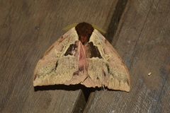 Dirphiopsis multicolor