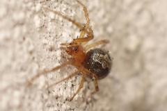 Theridion