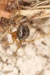 Theridion