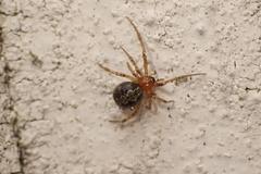 Theridion