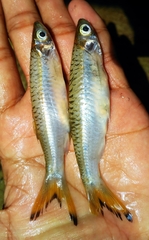 Rasbora dusonensis