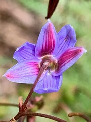 Dianella longifolia longifolia