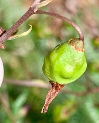 Dianella longifolia longifolia