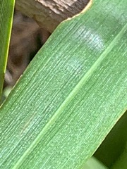 Dianella longifolia longifolia