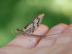 Ichthybotus hudsoni