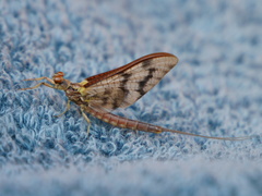 Ichthybotus hudsoni