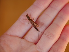 Ichthybotus hudsoni
