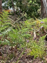 Dianella longifolia longifolia