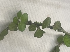 Pittosporum obcordatum