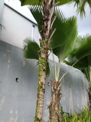 Saribus rotundifolius