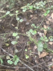Pittosporum obcordatum
