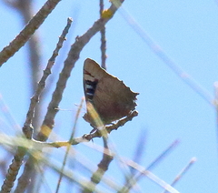 Ogyris genoveva