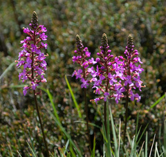 Stylidium montanum