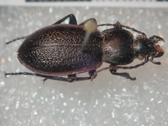 Carabus estreicheri