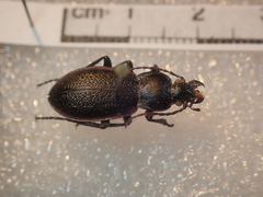 Carabus estreicheri