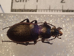Carabus estreicheri