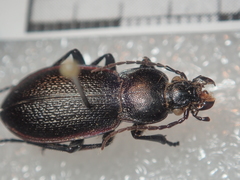 Carabus estreicheri