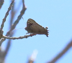 Ogyris genoveva