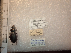 Carabus estreicheri
