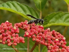 Allorhynchium argentatum
