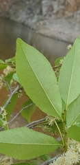 Homalium