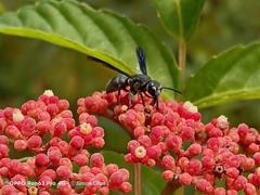 Allorhynchium argentatum