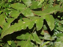 Stegnogramma griffithii