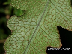 Stegnogramma griffithii