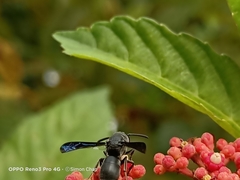Allorhynchium argentatum