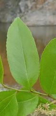 Homalium