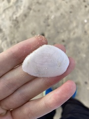 Macomona deltoidalis