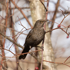 Turdus merula
