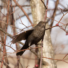 Turdus merula