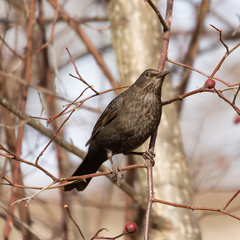 Turdus merula