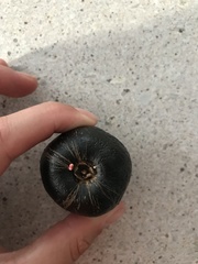 Planchonella australis