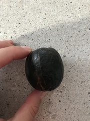 Planchonella australis